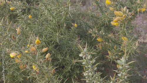 Slow motion D-Log shot of a blooming gorse bush - 1843