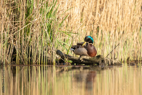 The common mallard (Anas platyrhynchos) is a species of waterbird in the Anatidae family.