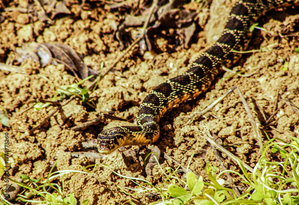 Fototapeta premium cobra