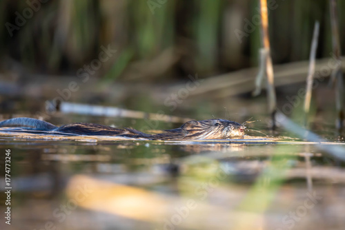 Beaver (Castor) – a genus of mammals in the family Beaveridae