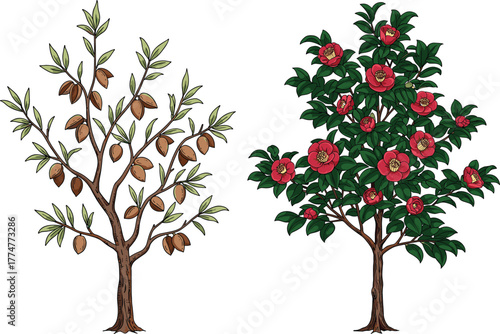 Two contrasting trees side by side, nut bearing tree with brown pods, lush flowering tree with red blossoms, nature contrast