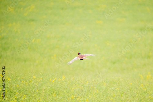 Pheasant (Phasianus colchicus) – a species of large bird from the gallinaceous family