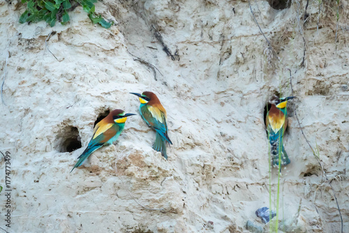 Bee-eater (Eurasian), European Bee-eater, European Honey-eater (Merops apiaster) – a species of medium-sized migratory bird in the family Bee-eater