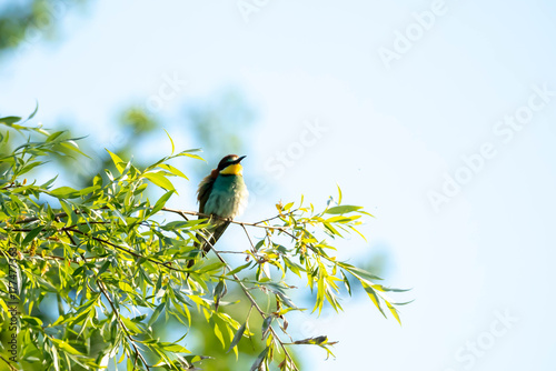 Bee-eater (Eurasian), European Bee-eater, European Honey-eater (Merops apiaster) – a species of medium-sized migratory bird in the family Bee-eater