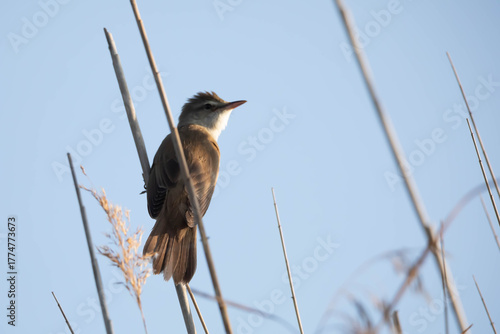 The Common Reed Warbler (Acrocephalus arundinaceus)