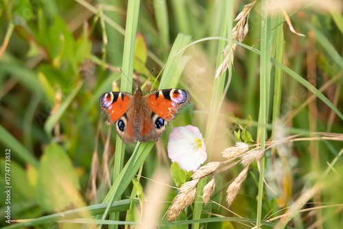 Peacock Butterfly (Aglais io) – a species of butterfly family of mermaids.