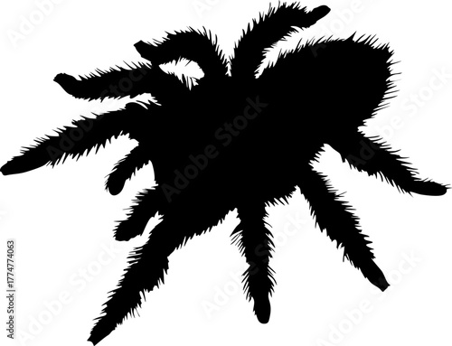 silhouette of tarantula isolated on transparent background