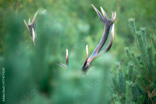 Running deer (Red deer) (Cervus elaphus)