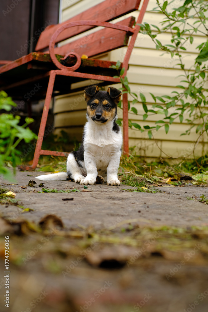 Fototapeta premium A playful puppy sits on a stone pathway surrounded by fallen leaves The red bench in the background adds a cozy touch to the garden scene Its a quiet autumn day