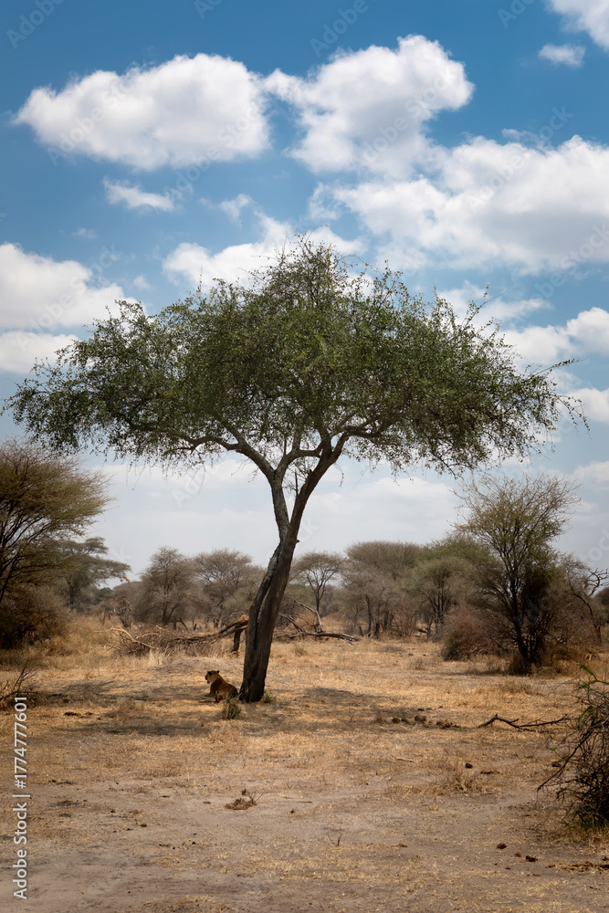 Fototapeta premium An African lion in the savannah. Beautiful scenery. Dangerous predator.