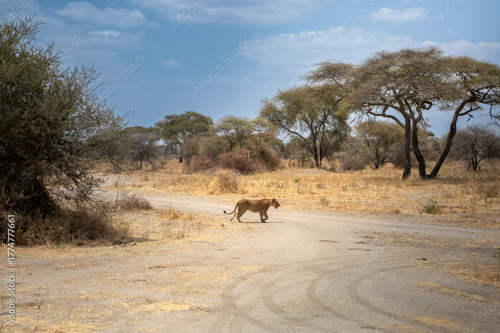 Obraz premium An African lion in the savannah. Beautiful scenery. Dangerous predator.