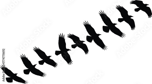 Bird flight silhouette vector set, black and white raptor motion sequence, flying bird illustration, wing movement stages, nature wildlife clipart