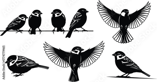 Sparrow silhouette vector set, black and white bird illustrations, perched and flying poses, nature clipart, feather detail, wildlife icon design