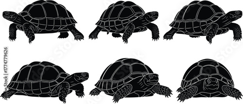 Tortoise silhouette vector set, black and white reptile illustrations, slow-moving animal poses, shell texture detail, wildlife clipart, nature icon design