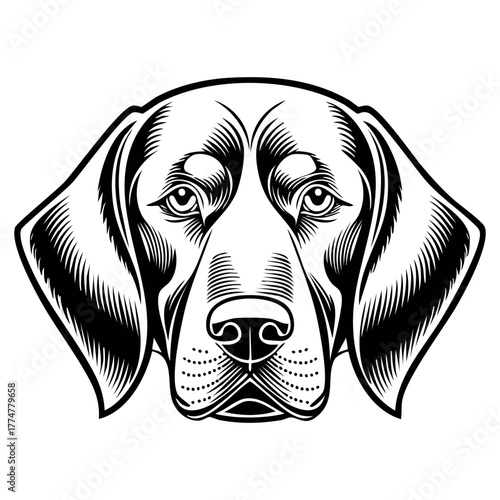 Highly Detailed Black and White Vector Portrait of a Hound Dog Head with Droopy Ears, Featuring Engraving-Style Line Art and High-Contrast Shading, Ideal for Logos or Tattoos.
