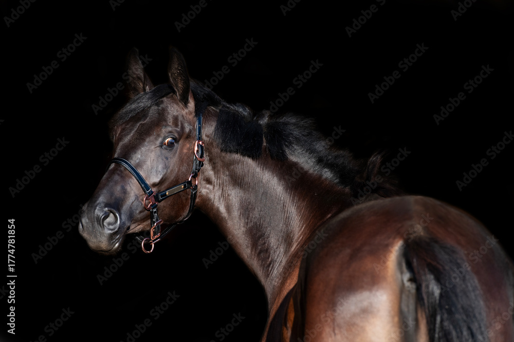Obraz premium portrait of beautiful young black horse posing isolated on black background