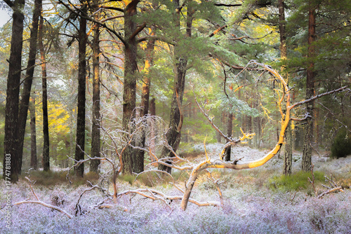 Scots Pine forest near Aviemore during winter in the Cairngorms National Park in Scotland, UK