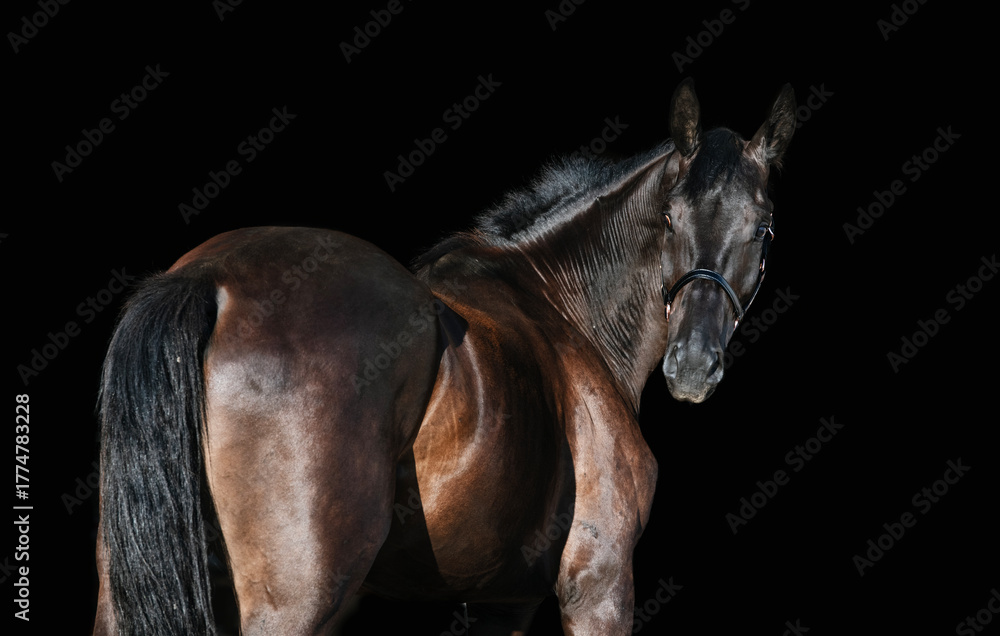 Obraz premium portrait of beautiful young black TRakehner breed horse posing against black background