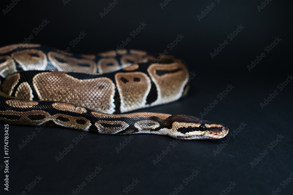 Obraz premium Royal python on a black background. Snake skin.