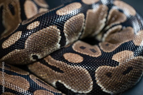 Close-up of a royal python. Snake's skin.
