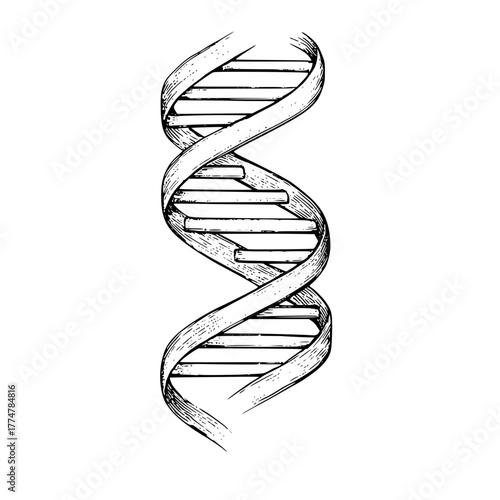 Striking DNA double helix structure illustration, biology and scientific research, a classic vector art style for medical and educational projects
