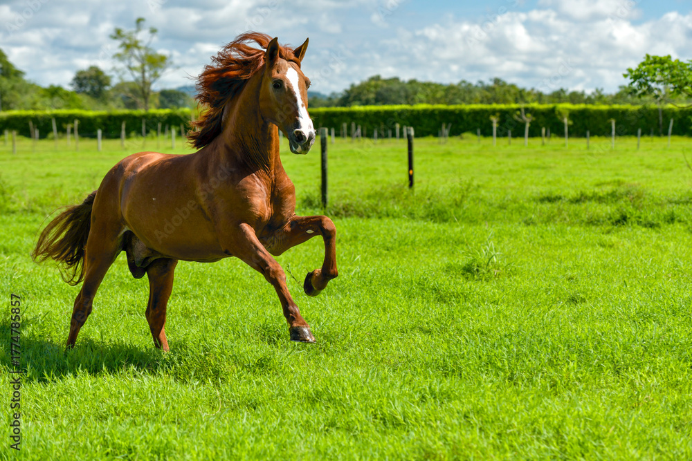 Obraz premium Purebred Spanish Horse, Chestnut Andalusian stallion in a meadow - stock photo