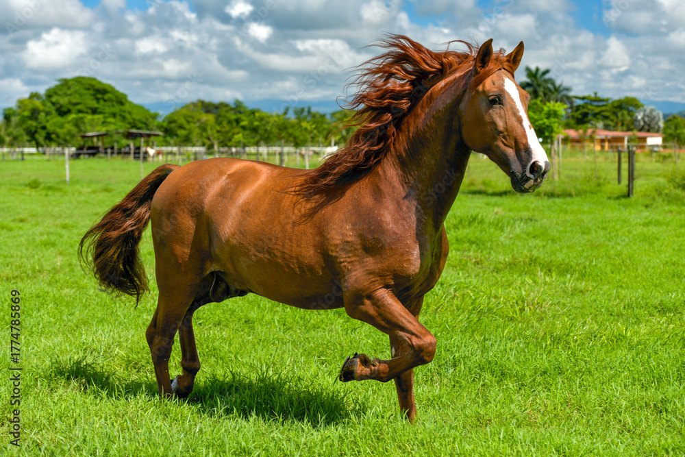 Fototapeta premium Purebred Spanish Horse, Chestnut Andalusian stallion in a meadow - stock photo