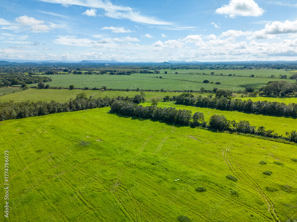 Fototapeta premium Hay production fields for animals, with bales of straw after the harvest, Panama, Chiriqui, Central America - stock photo