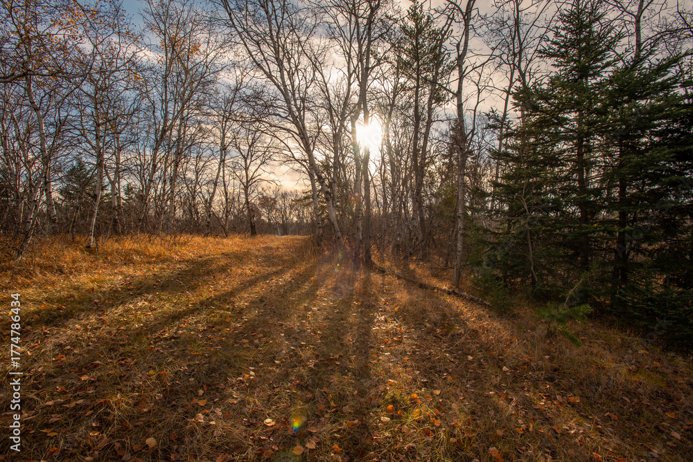 Fototapeta premium Autumn hike in the Canadian woods