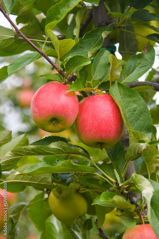 Obraz premium apples