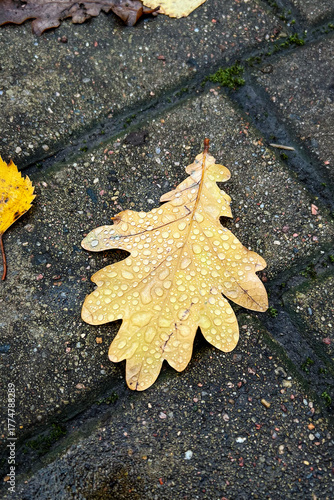 Water drops on a brown oak leaf lying on paving slabs in a park. Rainy autumn. Vertical. Fall background.