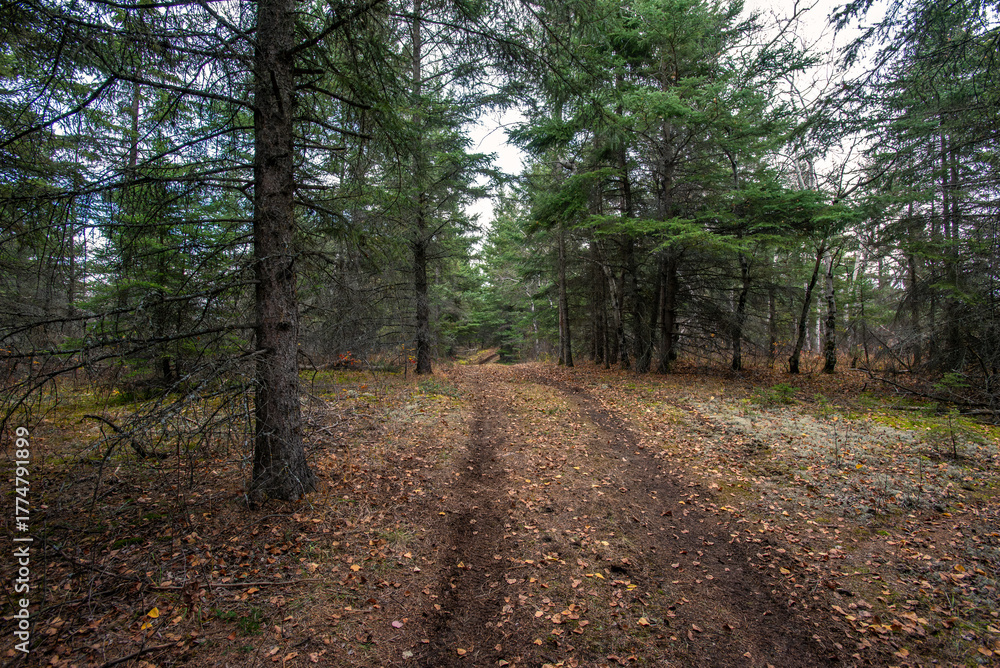 Obraz premium Autumn hike in the Canadian woods