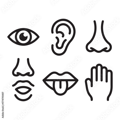 Five human senses vector illustration