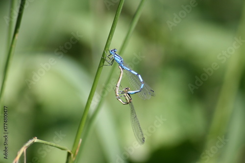 Accouplement en forme de coeur Insecte bleu Agrion porte-coupe sur un brin d'herbe, Avajan, Hautes-Pyrénées, France