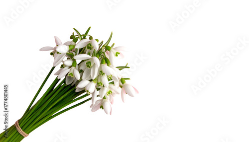 A close-up of a bunch of delicate white snowdrop flowers tied with twine against black