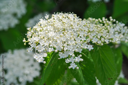 Foto Viburnum erosum is a deciduous shrub in the honeysuckle family with soft hairy leaves, white flowers blooming in spring, and red berries in autumn