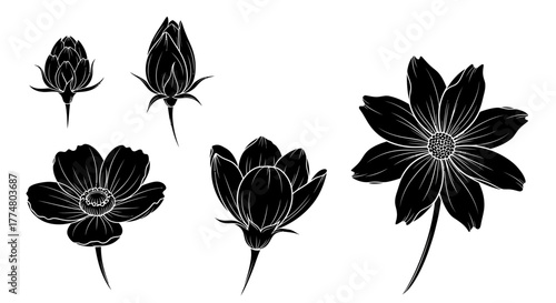 Black and white illustration of various stages of flower blooming, from bud to full bloom.