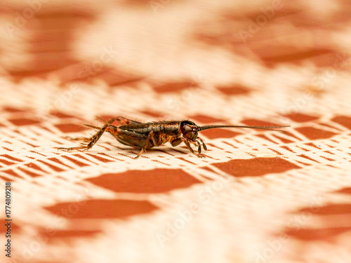 Grillon des bois (Nemobius sylvestris) observé en intérieur au début de l’hiver, macro naturaliste détaillée montrant les antennes et la texture du corps sur fond graphique chaud