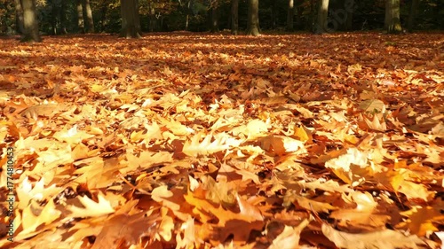 Ground level view of person walking through colorful autumn forest covered with fallen leaves under bright sunny sky, vibrant foliage and warm seasonal atmosphere in nature park.