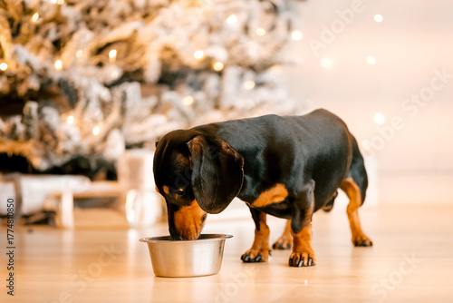 One beautiful black dachshund dog is standing on the floor near an iron bowl. New Year's hundred