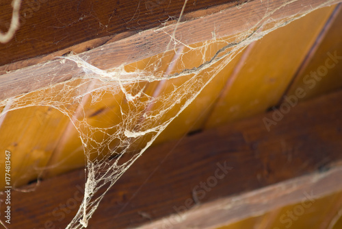 filet d'araignée sur lambris