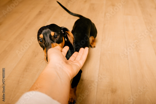 dog muzzle close up. dachshund puppy licks hand.