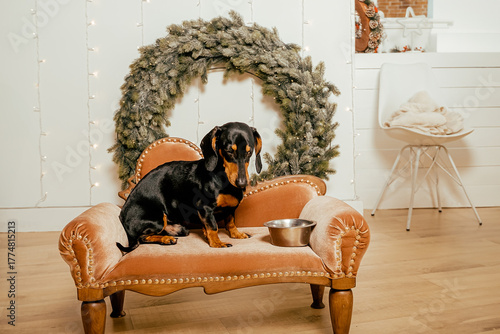 One beautiful black dachshund dog is standing on the floor near an iron bowl. New Year's hundred