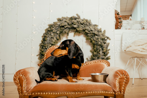 One beautiful black dachshund dog is standing on the floor near an iron bowl. New Year's hundred