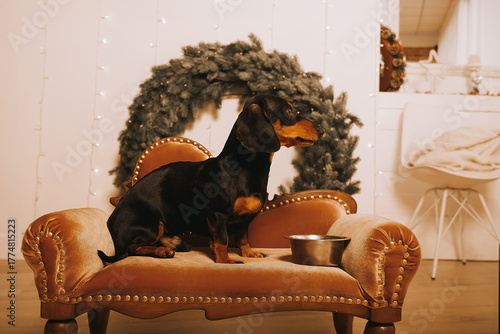 One beautiful black dachshund dog is standing on the floor near an iron bowl. New Year's hundred