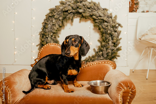 One beautiful black dachshund dog is standing on the floor near an iron bowl. New Year's hundred