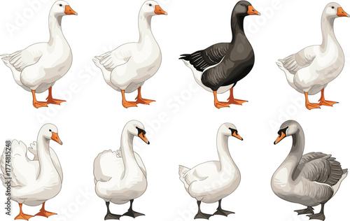 Geese and swans, bird comparison, white feathers, gray plumage, waterfowl illustration, realistic posture, side profile, nature study, animal set, avian species