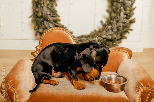 One beautiful black dachshund dog is standing on the floor near an iron bowl. New Year's hundred