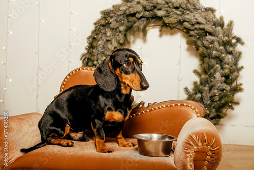 One beautiful black dachshund dog is standing on the floor near an iron bowl. New Year's hundred