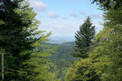 Panoramic View of a Pine Forest from Mountain Hiking Trail, France